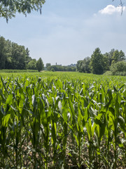 Landscape with green field of maize in foreground. In the background of vegetation with green plants and trees.