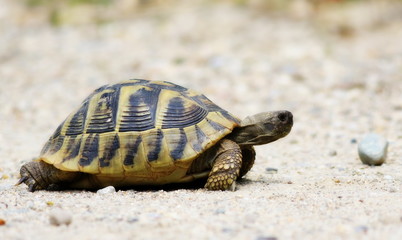 Hermann's Tortoise, turtle on sand, testudo hermanni