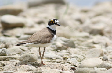 Little Ringed Plover, Charadrius dubius