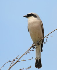 Red Backed Shrike, Lanius collurio