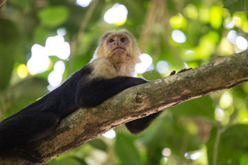 Capuchin monkey relaxing