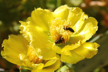 Yellow flowers