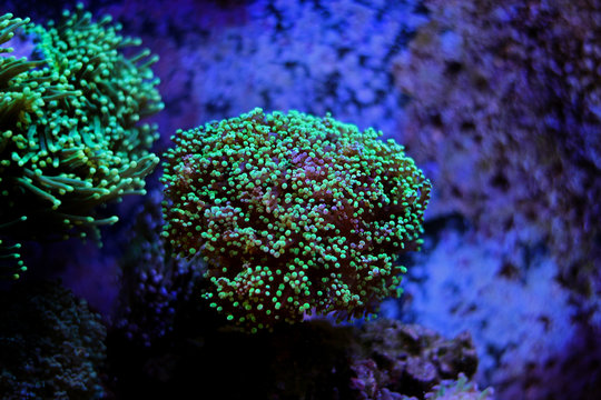 Euphyllia frogspawn lps coral