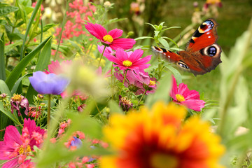 Schmetterling 353