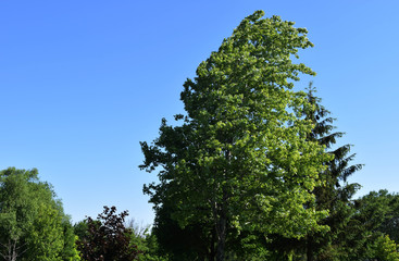 Obraz premium wind blown tres cr 2917 darrelljbanks