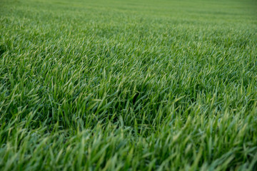green grain growing in the field