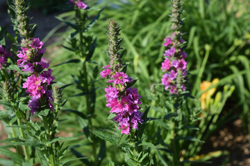 purple flower cr 2017 darrelljbanks