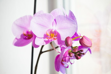 Fototapeta na wymiar Flowers. Orchids purple. White background