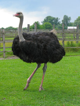 Ostrich, full-length.