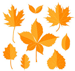 Autumn leaves set on white background vector