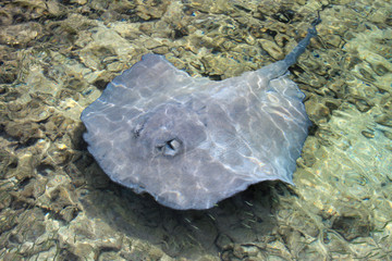 Stingray swimming in shallow water at the coast of Tobacco Caye, Belize, Central America
