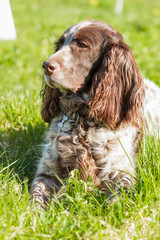 Brown spotted russian spaniel lays on the green grass