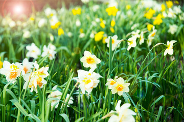 Narcissus Papyraceus, Paperwhite Flowers in Spring Garden