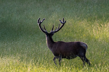Basthirsch im Morgenlicht