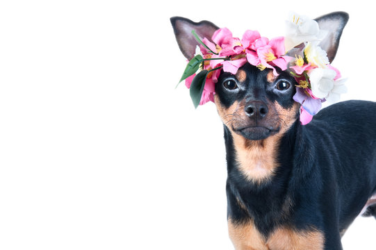 Puppy, the dog is insulated in a wreath of flowers. Postcard, congratulations on your birthday, March 8, spring, summer. Cute puppy with flowers. Wreath of flowers