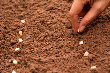 Seedling concept by human hand, Human seeding corn seed in soil.