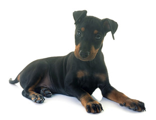 puppy manchester terrier
