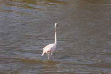 Obraz premium Flamingos at Priolo's saline Syracuse Sicily - Italy