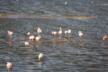 Flamingos at Priolo's saline Syracuse Sicily - Italy