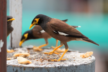 Common Myna.
