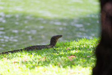 Water Monitor.