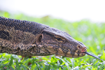 Water Monitor.