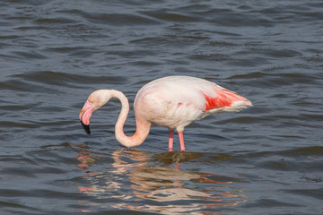 Flamingos at Priolo's saline Syracuse Sicily - Italy