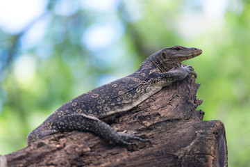 Water Monitor.