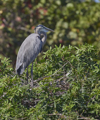 Great Blue Heron on nest feeding chick