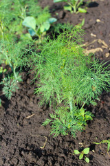 Growing dill