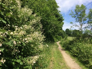Feldweg am Waldrand mit Blühender Brombeerhecke