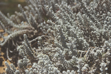 White Flowers Background texture