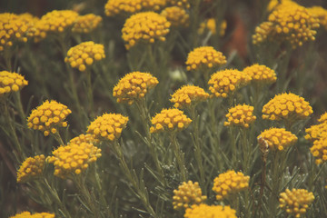 yellow Flowers Background texture