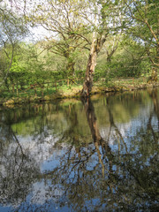 Fototapeta na wymiar Loire-Atlantique - Parc Naturel Régional de Brière - Kerhinet - Reflets sur l'eau
