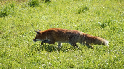Fuchs auf der Jagd