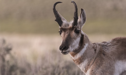 Naklejka na ściany i meble Pronghorn Antelope: Yellowstone