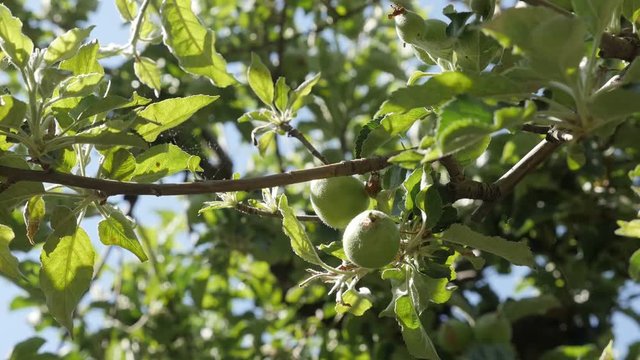 Close-up of Malus pumila tree branches slow-mo 1920X1080 HD footage - Young orchard of apple fruit slow motion 1080p FullHD video