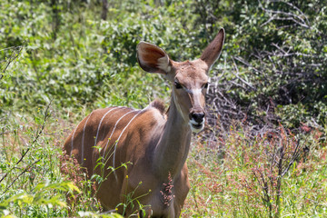 Female Kudu at Etosha National Park, Namibia