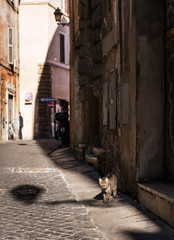 Rome cozy cobblestone narrow street and a cat walking on it. Small street in the center of Rome, Italy.