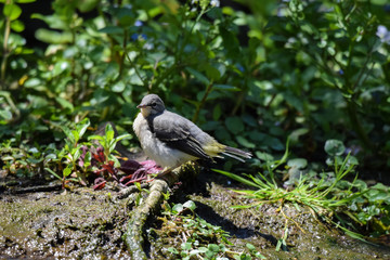 Juvenile grey wagtail fledgling wild bird on the river bank