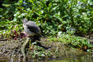 Juvenile grey wagtail fledgling wild bird on the river bank