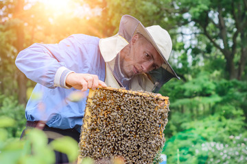 The beekeeper takes out from the hive honeycomb with bees. Apiculture.