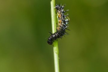 Raupe des Tagpfauenauges