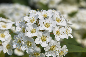Spiraea canescens