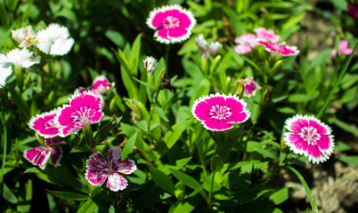 Wild pink flowers in natural, soft focus.