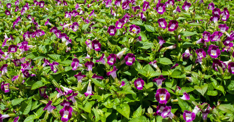 Wild pink flowers in natural, soft focus.
