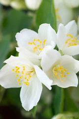 white jasmine flowers