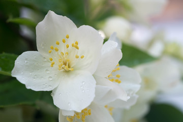 white jasmine flowers
