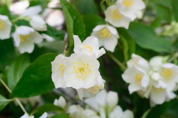 white jasmine flowers