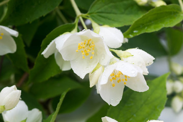 Obraz na płótnie Canvas white jasmine flowers